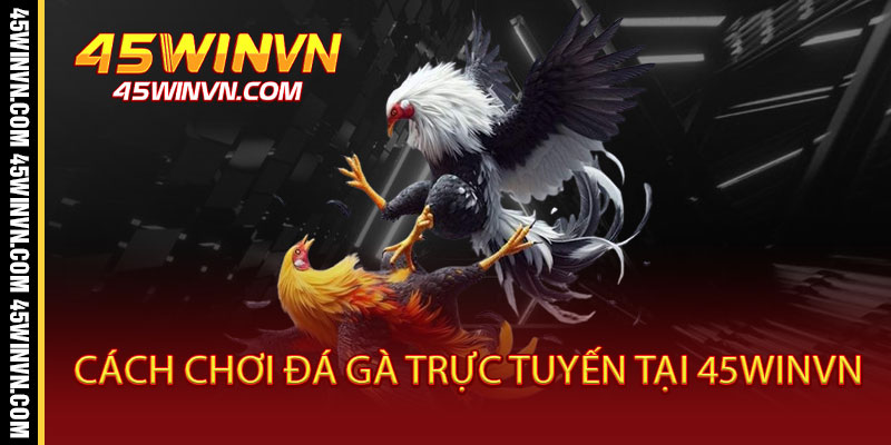 Cách Chơi Đá Gà Trực Tuyến Tại 45WINVN